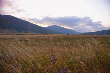 Image showing summer landscape