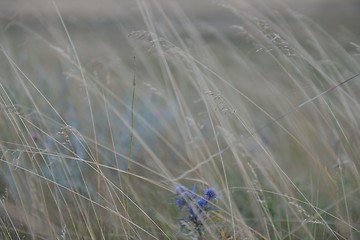 Image showing summer landscape