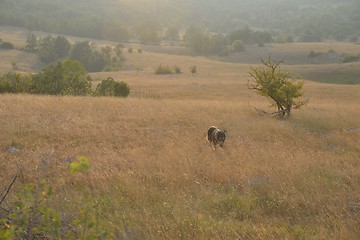 Image showing summer landscape