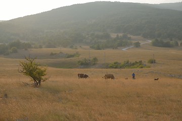 Image showing summer landscape