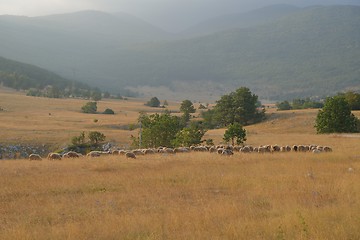 Image showing summer landscape