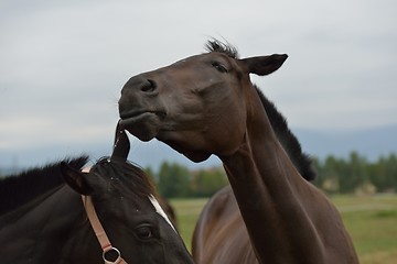 Image showing horse