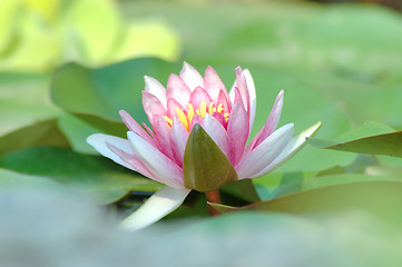 Image showing Waterlily