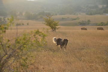 Image showing summer landscape