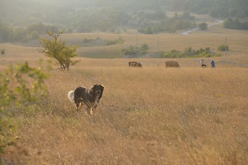 Image showing summer landscape