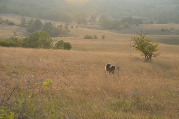 Image showing summer landscape