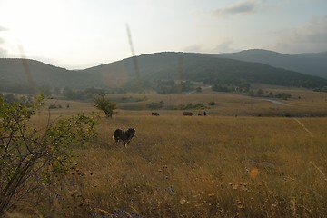 Image showing summer landscape