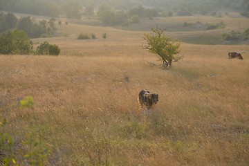 Image showing summer landscape