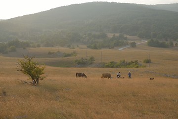 Image showing summer landscape