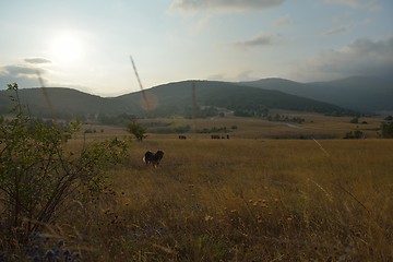 Image showing summer landscape