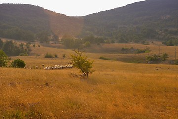 Image showing summer landscape