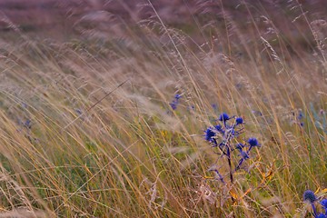 Image showing summer landscape