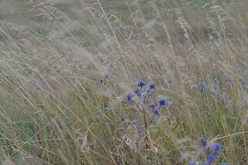 Image showing summer landscape