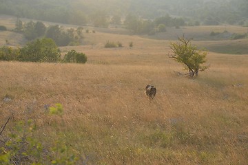 Image showing summer landscape