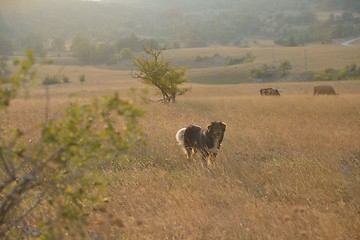 Image showing summer landscape