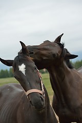 Image showing horse