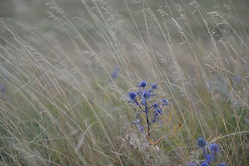 Image showing summer landscape