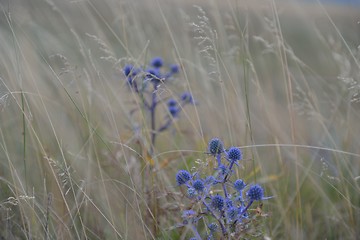 Image showing summer landscape