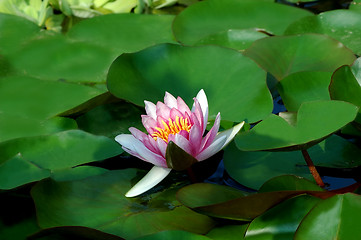 Image showing Waterlily