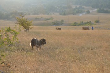 Image showing summer landscape