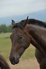 Image showing horse