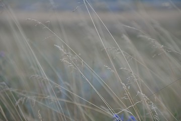 Image showing summer landscape