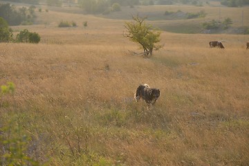 Image showing summer landscape