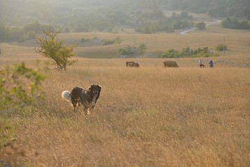 Image showing summer landscape