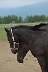 Image showing horse