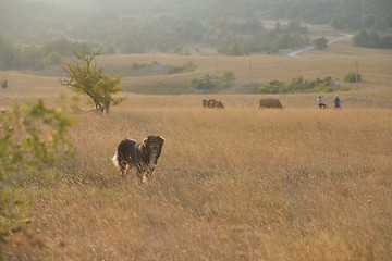 Image showing summer landscape