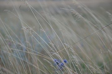 Image showing summer landscape