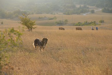 Image showing summer landscape