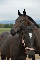 Image showing horse