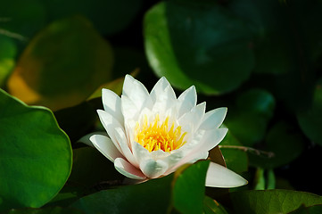 Image showing Waterlily