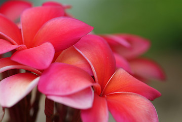 Image showing Red plumeria