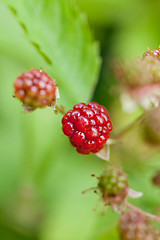 Image showing raspberry plant outdoor in garden summer berries flowes