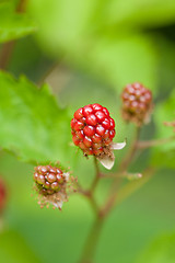 Image showing raspberry plant outdoor in garden summer berries flowes