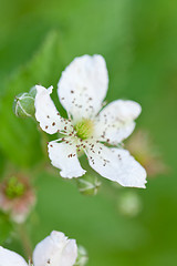 Image showing raspberry plant outdoor in garden summer berries flowes