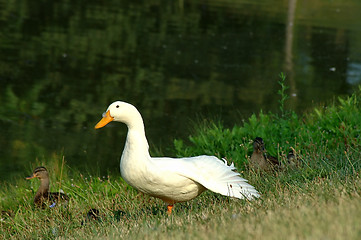 Image showing White Duck