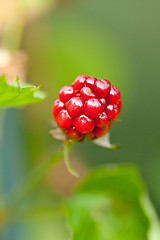 Image showing raspberry plant outdoor in garden summer berries flowes