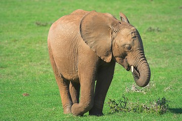 Image showing young bull