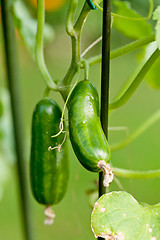 Image showing fresh green cucumber plant in garden summer outdoor
