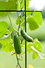 Image showing fresh green cucumber plant in garden summer outdoor