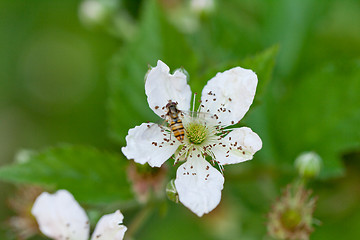 Image showing raspberry plant outdoor in garden summer berries flowes