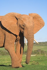 Image showing elephant profile