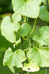 Image showing fresh green cucumber plant in garden summer outdoor