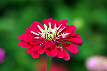 Image showing Zinnia