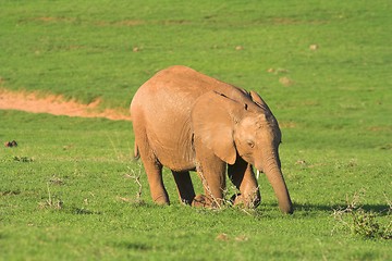 Image showing baby elephant