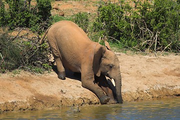 Image showing Thirsty