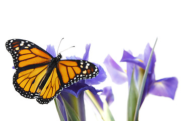 Image showing Buttefly on flowers